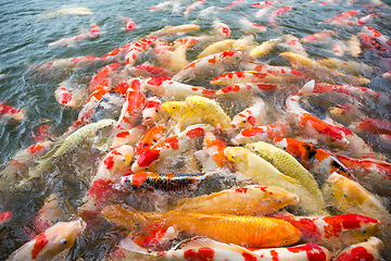 Image showing Koi Carps Fish swimming