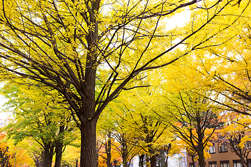 Image showing Yellow gingko tree