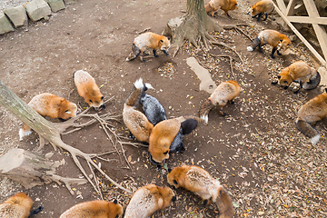 Image showing Fox eating food