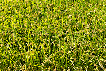 Image showing Green Paddy Rice field