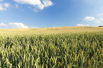 Image showing green unripe cereal