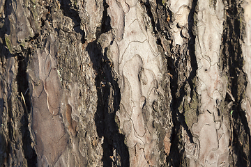 Image showing Bark of pine