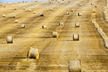 Image showing field with bales of hay