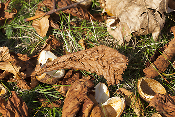 Image showing ripe fruit chestnut