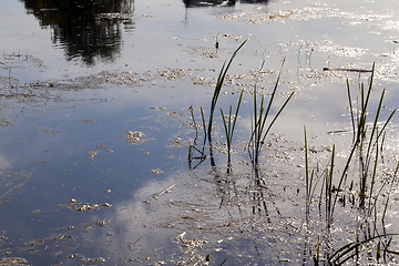 Image showing Grass in the water