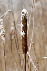 Image showing Dry plants in winter