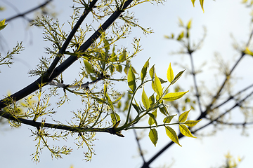 Image showing green tree