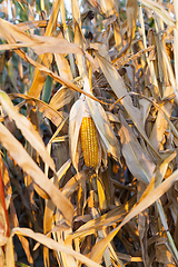 Image showing ripe corn in the field