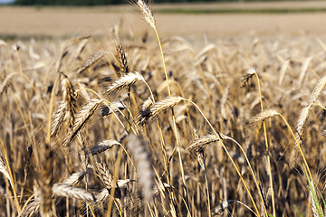 Image showing field with rye