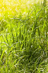 Image showing green grass