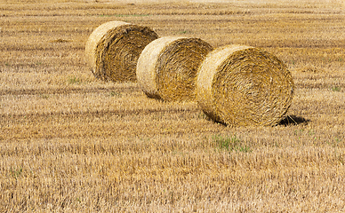 Image showing Hay and agriculture farm