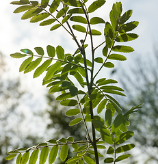 Image showing green fresh leaves