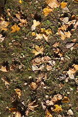 Image showing Yellow foliage, autumn