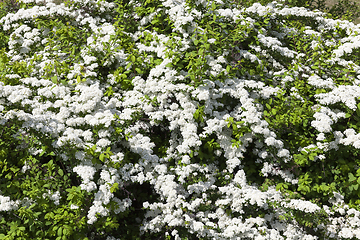 Image showing white flowers