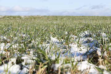 Image showing After snowfall