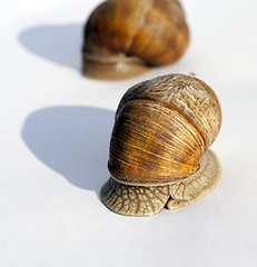 Image showing snail in the garden