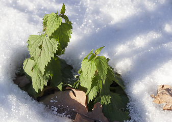 Image showing Winter time, close-up