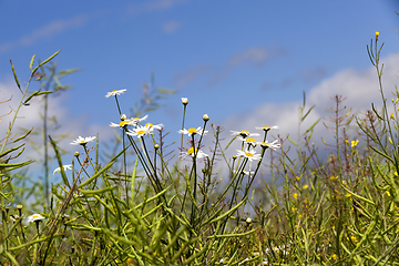 Image showing chamomile in the field