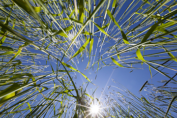 Image showing wheat field