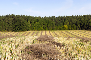 Image showing dark straw rapeseed.