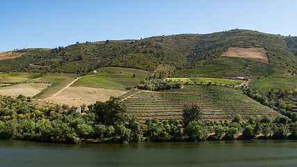 Image showing vineyars in Douro Valley