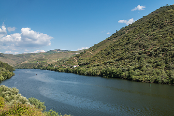 Image showing vineyars in Douro Valley