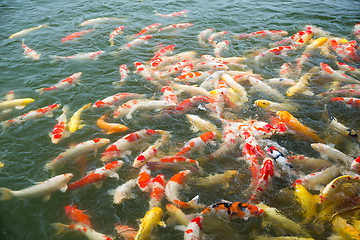 Image showing Feeding Koi fish 