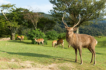 Image showing Group of wild deer