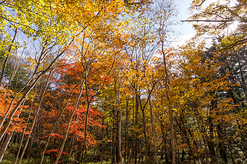 Image showing Bright autumn forest