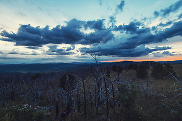 Image showing Landscape with dead forest