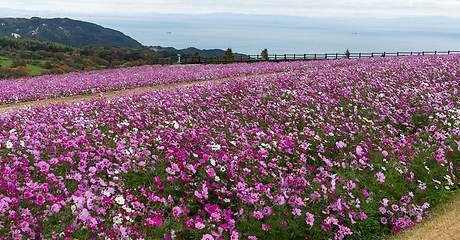 Image showing Cosmos flower in garden