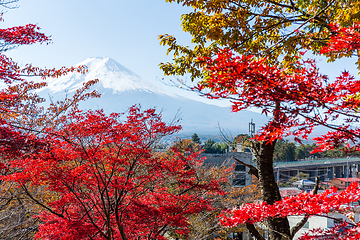 Image showing Mountain Fuji and maple tree