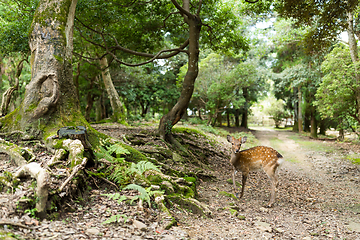 Image showing Deer in nature