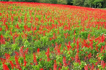 Image showing Beautiful Salvia field