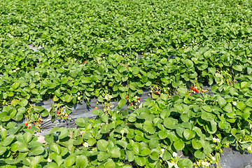 Image showing Green fresh Strawberry field