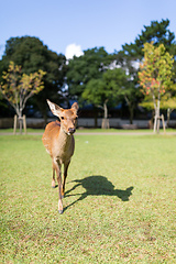 Image showing Red Deer in the park