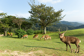 Image showing Wild Deer on mountain