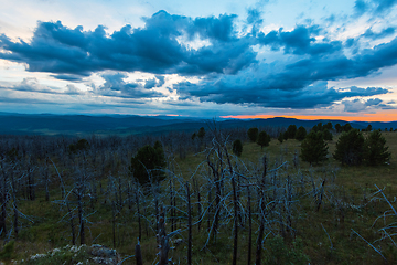 Image showing Landscape with dead forest