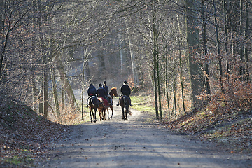 Image showing Group of Horse riders in a forest