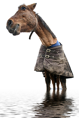 Image showing Horse standing in water shot with a low perspective