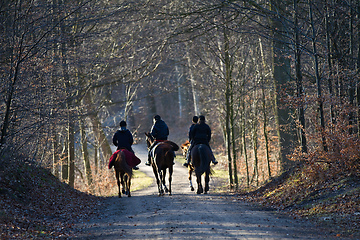 Image showing Group of Horse riders in a forest