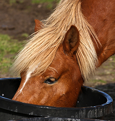 Image showing Horse drinking water