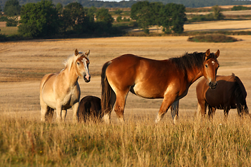 Image showing Horses in a field in Sweden in the summer