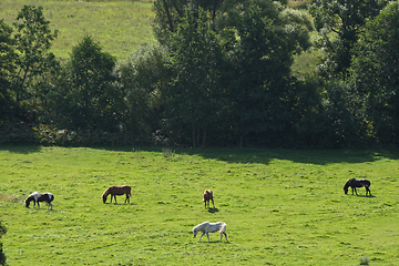 Image showing Horses in a field in Sweden in the summer