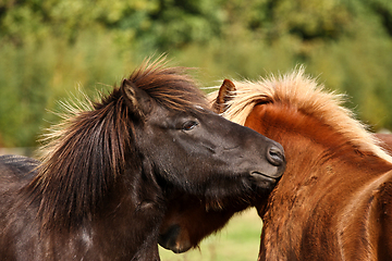 Image showing Two horses