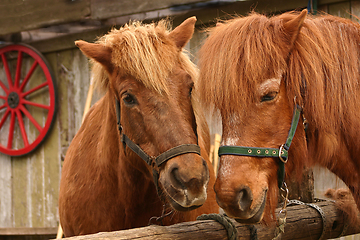 Image showing Two horses