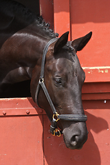 Image showing Black horse head