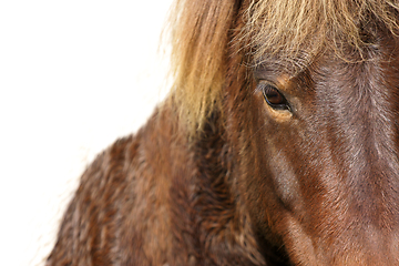 Image showing Horses head closeup