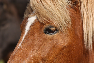 Image showing Cute horse head closeup