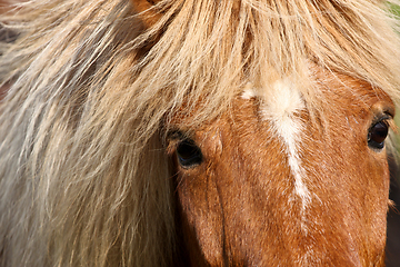 Image showing Cute horse head closeup